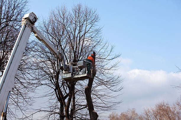 Best Storm Damage Tree Cleanup  in West Orange, TX